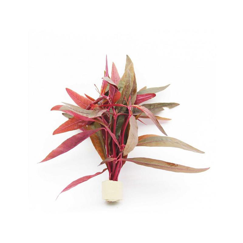 Planta acvariu Alternanthera sessilis Stoffels - imagine 3